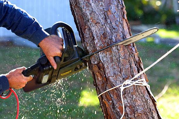 Professional Tree Removal Services in Pegram, TN